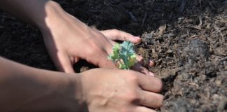 Buletin de avertizare fitosanitară pentru prevenirea și combaterea organismelor dăunătoare – AFIDE