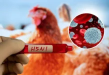 Măsurile aplicate la nivel județean pentru prevenirea apariției influenței aviare la păsarile domesice