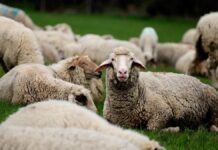 Notificări focar variola ovina în localitățile Grădina și Dunarea